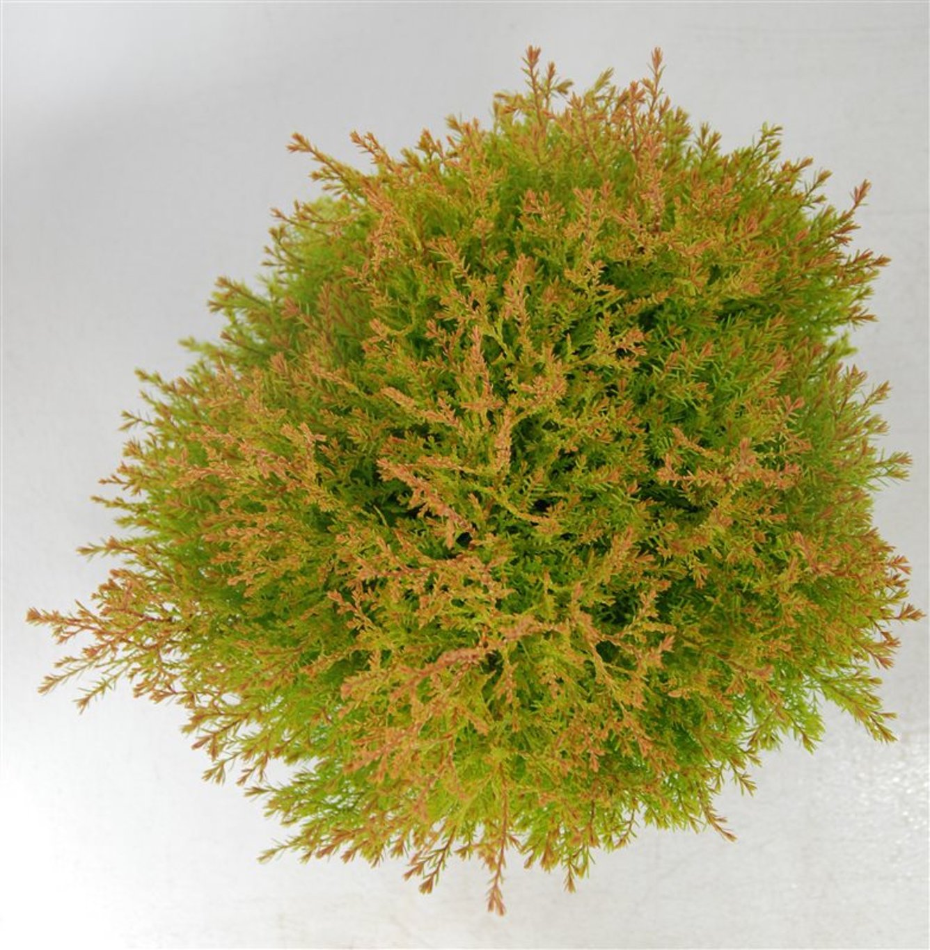 Thuja occ. 'Fire Chief'® - C7.5 30-40 CM